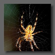 araignee- kreutzspinne