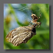 araneus-diadematus-kreutzspinne2