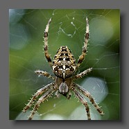 araneus-kreutzspinne