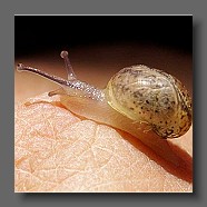 baby-escargot