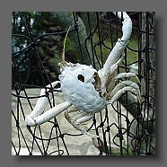 crabe