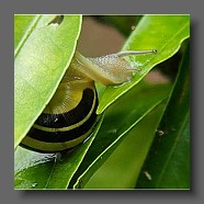 escargot