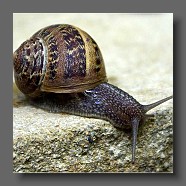 escargot2