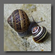 escargots