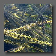 frai-de-grapaud-commun-Erdkroetenlaich