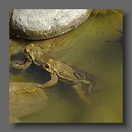 grapauds-et-Rana-temporaria-grenouille-rousse-Grasfrosch