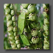 heteroptera punaises blattwanze