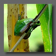 hyla arborea euroaeischer-laubfrosch
