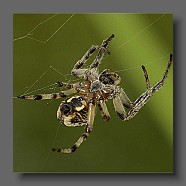 kreutzspinne