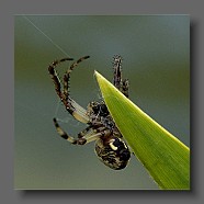 kreutzspinne2