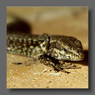 lacertidae-lizard-echte-Eidechse