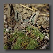 lapin-mechant