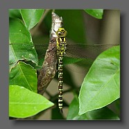 odonata-libellule