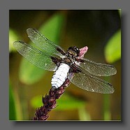 odonates-libellule-libelle