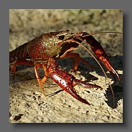 orcontectes-limosus-ecrevice-amerikanischer-flusskrebs