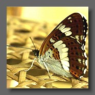 papillon