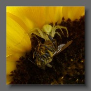 spinne gelb2