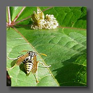 vespula-vulgaris-gemeine-wespe-guepe.jpgvipera-aspis
