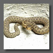 vipera-aspis