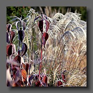 Cornus-alba-sibirica-et-miscanthus-sinensis-grosse-fontaine