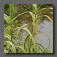 arundo-donax-variegata-creme