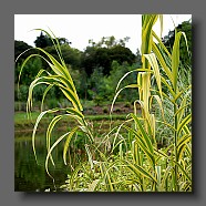 arundo-donax-variegata-creme2