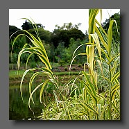 arundo-donax-variegata-creme2