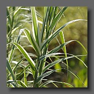 arundo-donax-variegata