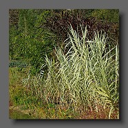 arundo-donax-variegata2