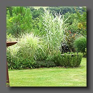 arundo-donax-variegata3