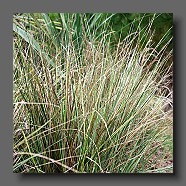 calamagrostis-acutiflora-overdam