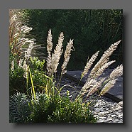 calamagrostis-brachytricha-herbe-aux-diamants