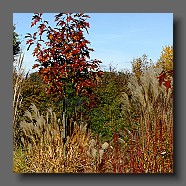 cornus-alba-sibirica