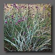 elymus-arenariuset-verbena-bonariensis