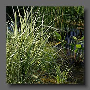 miscanthus-sinensis-ariegatus-creme4