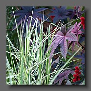 miscanthus-sinensis-cosmopolitan-et-ricin-rouge2