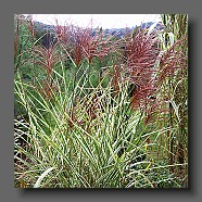 miscanthus-sinensis-cosmopolitan-fleurs