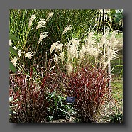 miscanthus-sinensis-dronning-ingrid