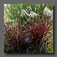 miscanthus-sinensis-dronning-ingrid2