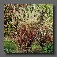 miscanthus-sinensis-dronning-ingrid3