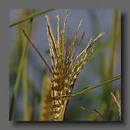 miscanthus-sinensis-fleur2