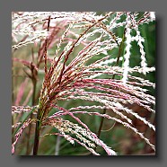 miscanthus-sinensis-fleur3