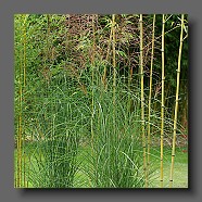 miscanthus-sinensis-gracillimus-et-phyllostachys-aurea