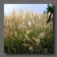 miscanthus-sinensis-gracillimus9