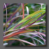 miscanthus-sinensis-malepartus-feuilles