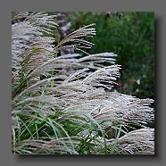 miscanthus-sinensis-malepartus-fleurs