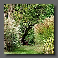 miscanthus-sinensis-malepartus-left-side