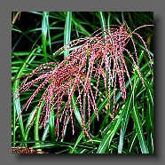 miscanthus-sinensis-malepartus