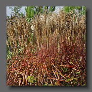 miscanthus-sinensis-malepartus4