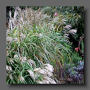 miscanthus-sinensis-malepartus8